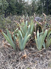 Iris pallida