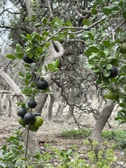 Diospyros texana