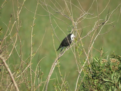 Arundinicola leucocephala