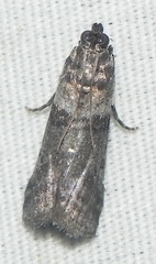 Sciota subcaesiella