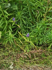 Gentiana linearis