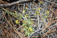Draba demareei