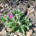 Rock Purslane - Photo (c) majocd, some rights reserved (CC BY-NC)
