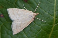 Udea lutealis