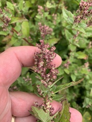 Chenopodiastrum murale