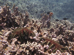Acanthaster