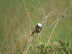 Arundinicola leucocephala