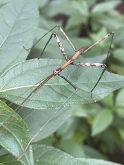 Diapheromera femorata