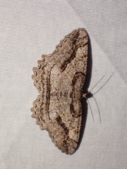 Neoalcis californiaria