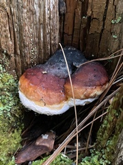 Fomitopsis mounceae