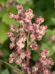 Chenopodiastrum murale