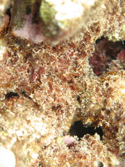 Melanamansia glomerata