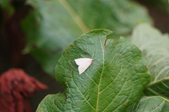 Udea lutealis