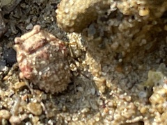 Gelastocoris oculatus