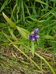 Gentiana linearis