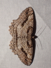 Neoalcis californiaria