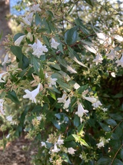 Abelia