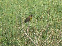 Pseudoleistes virescens