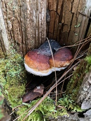 Fomitopsis mounceae