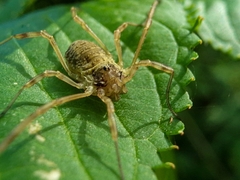 Oligolophus tridens