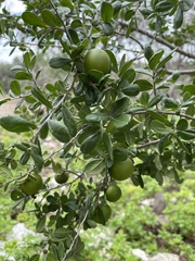 Diospyros texana