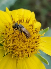 Halictus ligatus