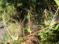 Saucrobotys futilalis