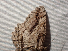 Neoalcis californiaria