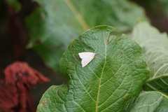 Udea lutealis