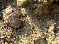 Gelastocoris oculatus