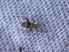 Phytocoris