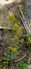 Draba demareei