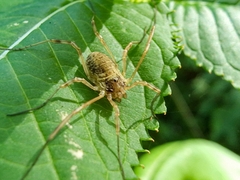 Oligolophus tridens