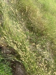 Setaria pumila