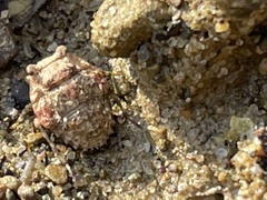 Gelastocoris oculatus
