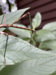 Diapheromera femorata