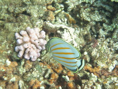 Chaetodon ornatissimus