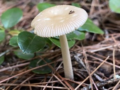 Amanita fulva