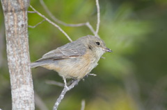 Pachycephala rufiventris