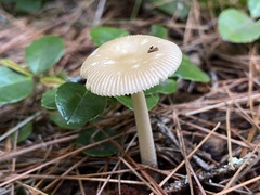 Amanita fulva