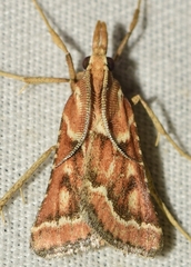 Synaphe predotalis