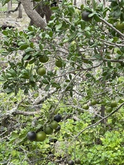 Diospyros texana