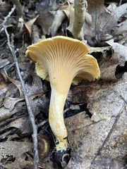 Cantharellus