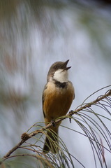 Pachycephala rufiventris