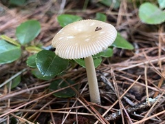 Amanita fulva