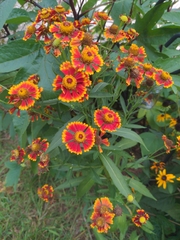 Gaillardia pulchella
