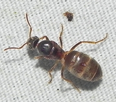Lasius neoniger