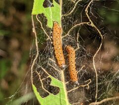 Saucrobotys futilalis