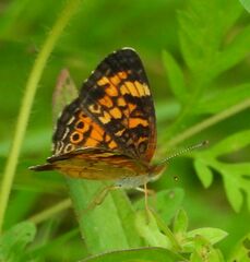 Phyciodes