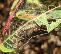 Saucrobotys futilalis